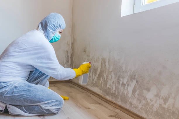 Licensed Black Mold Removal service in Haslett, MI - WQB Mold Removal