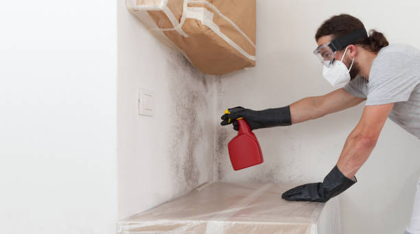 Professional Black Mold Removal technician working in Haslett, MI