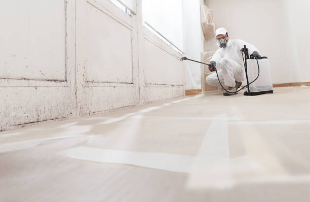24/7 Emergency Black Mold Removal experts in Haslett, MI