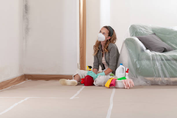 Reliable Black Mold Removal contractor in Haslett, MI by WQB Mold Removal