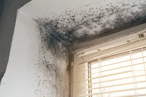 Affordable Black Mold Removal solutions in Haslett, MI