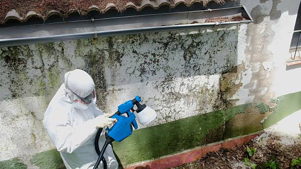 Top rated local Black Mold Removal specialists in Haslett, MI